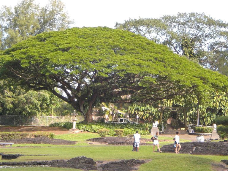 Affenbaum.jpg Affenbaum.jpg