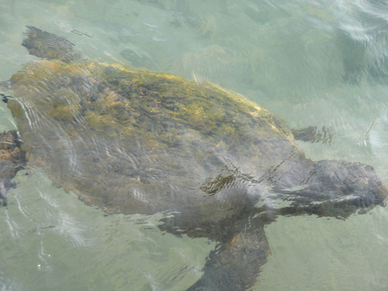 wasserschildkr__te.jpg wasserschildkr__te.jpg